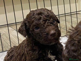 Lagotto Romagnolo dogs Lagotto romagnolo Puppies - Advert 3