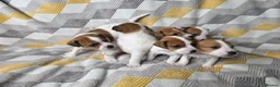 Jack Russell dogs for sale: 6 Jack Russell puppies  - Advert 10