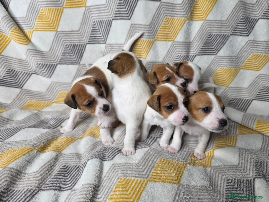 Jack Russell dogs for sale: 6 Jack Russell puppies  - Advert 10