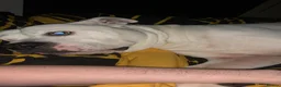 American Bulldog dogs for stud: KOBY. JOHNSONS AMERICAN BULLDOG! in Bathgate - Advert 4