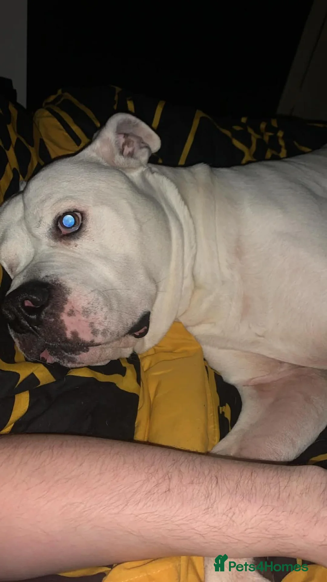 American Bulldog dogs for stud: KOBY. JOHNSONS AMERICAN BULLDOG! in Bathgate - Advert 4