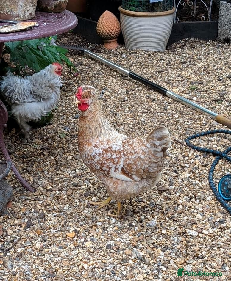 Chickens poultry 2 Swedish Flower Hens for Sale to Very Good Home  - Advert 1