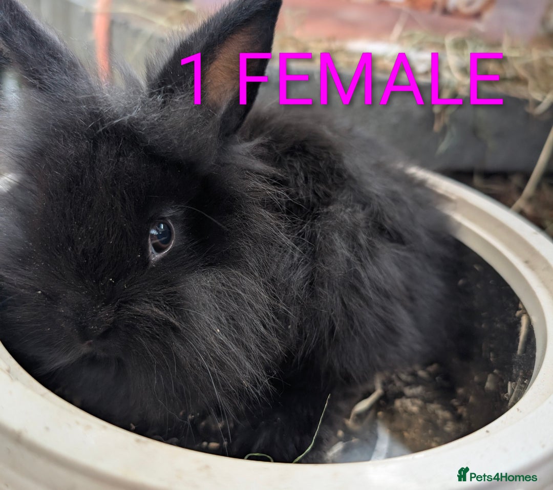 Lionhead rabbits for sale: 4x lionhead bunnies 8 week old 1x girl and 3x boys - Image 3