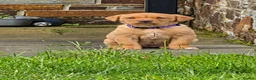 Labrador Retriever dogs for sale: Fox red labrador puppies  in Launceston - Advert 10