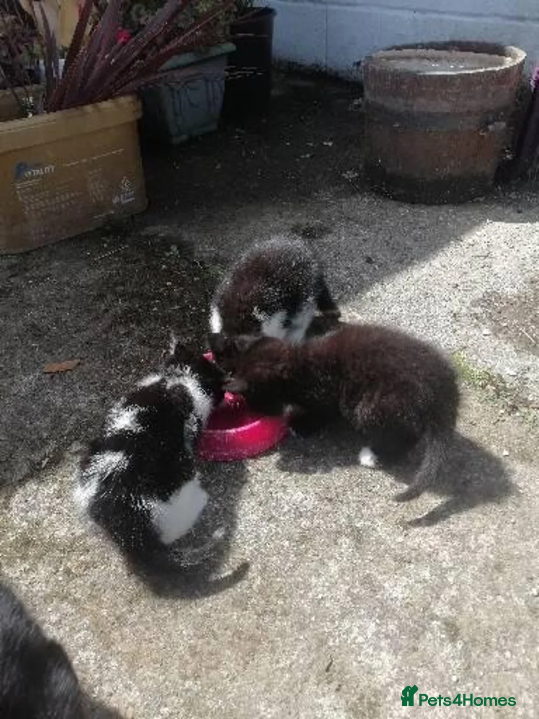Mixed Breed cats for sale: 3 Beautiful Black&white kittens - Advert 4