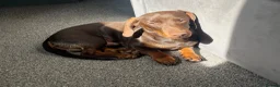 Miniature Dachshund dogs for sale: Miniature Dachshund Male  - Advert 3