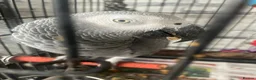 Parrots birds for sale: Grey African Parrot  in London - Advert 2
