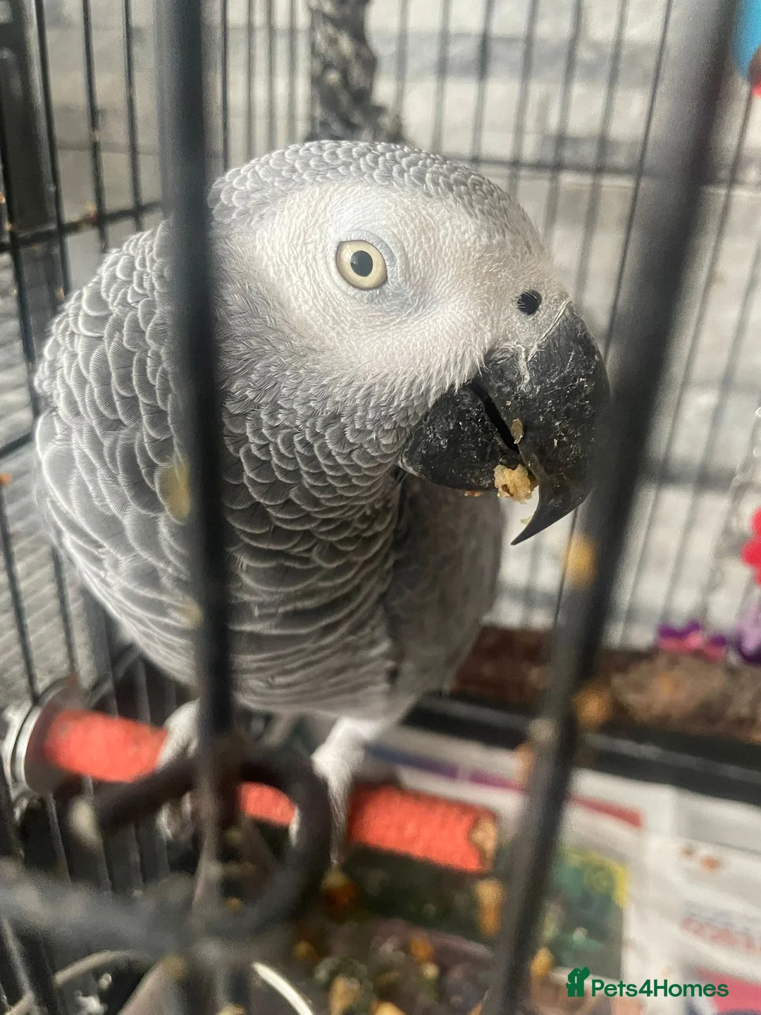 Parrots birds for sale: Grey African Parrot  in London - Advert 2