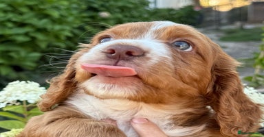 Cocker Spaniel dogs - Advert 6