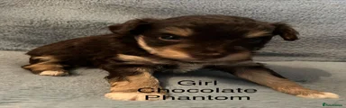 Schnoodle 5