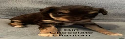 Schnoodle dogs for sale: GORGEOUS SCHNOODLES  - Advert 3