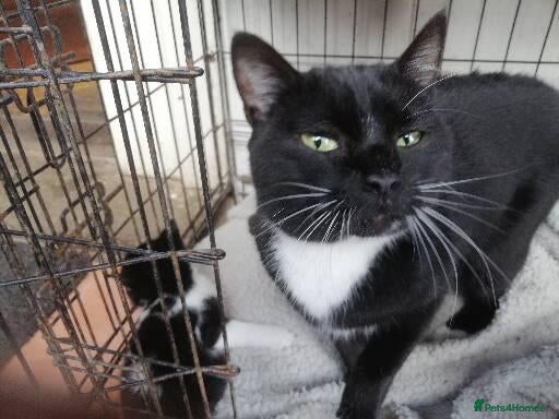 Mixed Breed cats 3 Beautiful Black&white kittens - Advert 2