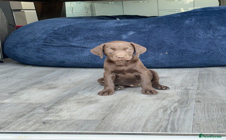 Labrador Retriever dogs - Advert 12