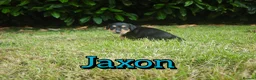 Mixed Breed dogs for sale: Loving Parsons Russell Cross Puppies  - Advert 31