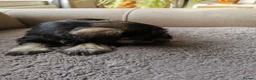 Miniature Schnauzer dogs for sale: Miniature Schnauzer puppies  in Kirkcaldy - Advert 8