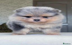 Pomeranian dogs for stud: Rare Blue & Tan Merle Pomeranian Stud– No Fee (£0) - Image 2