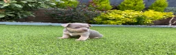 Jack Russell dogs for sale: Gorgeous Miniature Jack Russell Puppies  - Advert 30