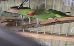 Ringnecks birds for sale: Green Indian ringneck  - Image 4