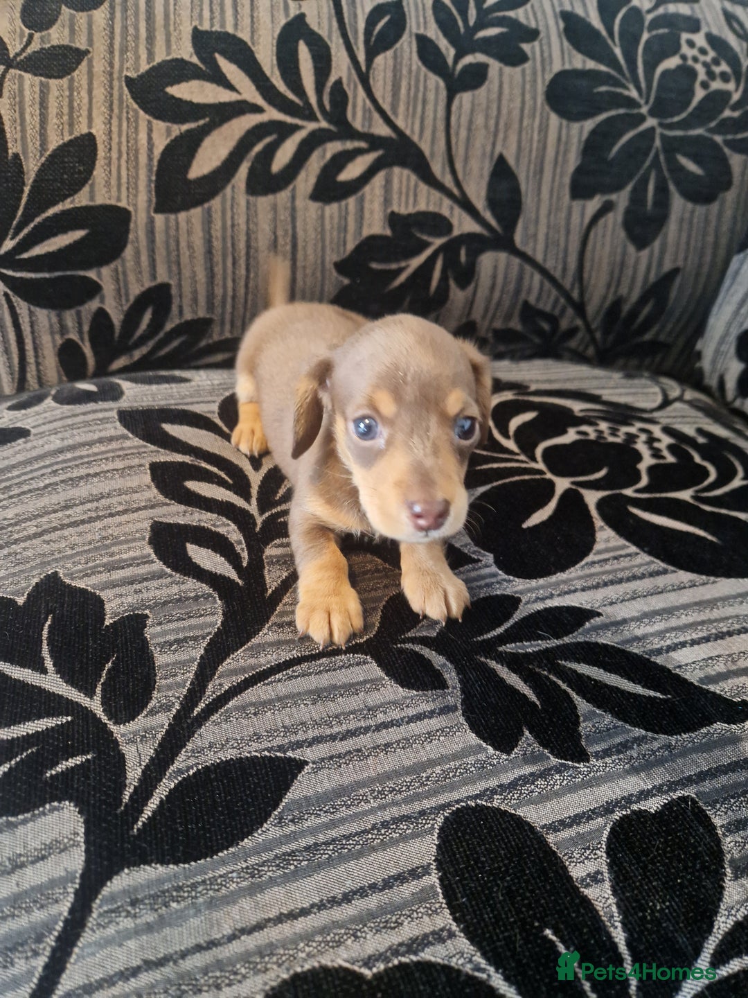 Miniature Dachshund dogs for sale: Adorable Miniture Dachshund  in Paignton - Image 2