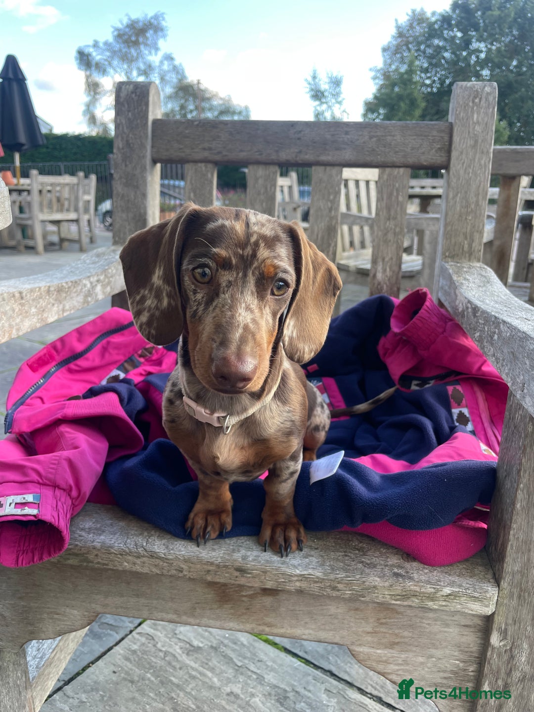 Dachshund dogs for sale: miniature dachshund  - Advert 1