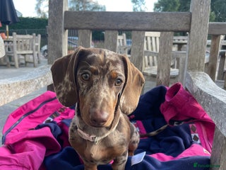 Dachshund dogs miniature dachshund - Advert 1