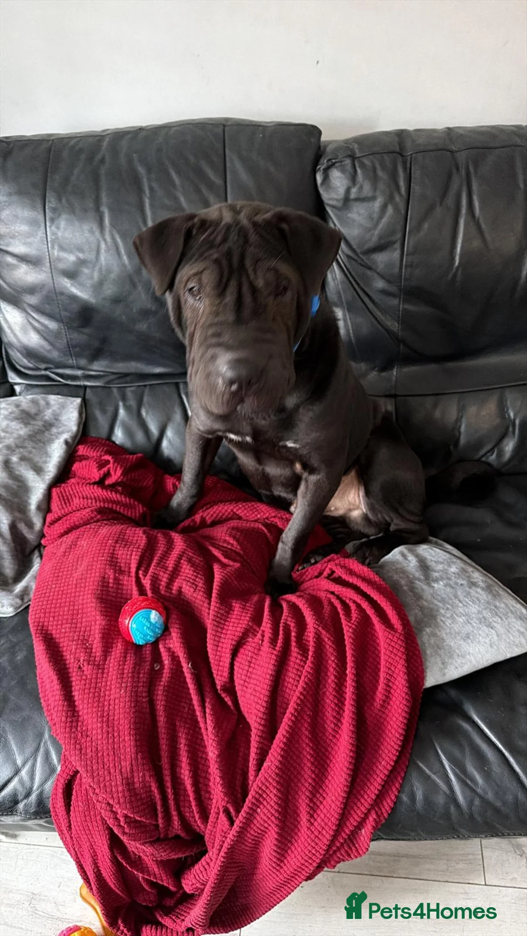 Shar Pei dogs for sale: 1 year old Shar pei Boy  - Advert 6