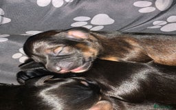 Mixed Breed dogs for sale: Doxiepoos adorable  - Image 5