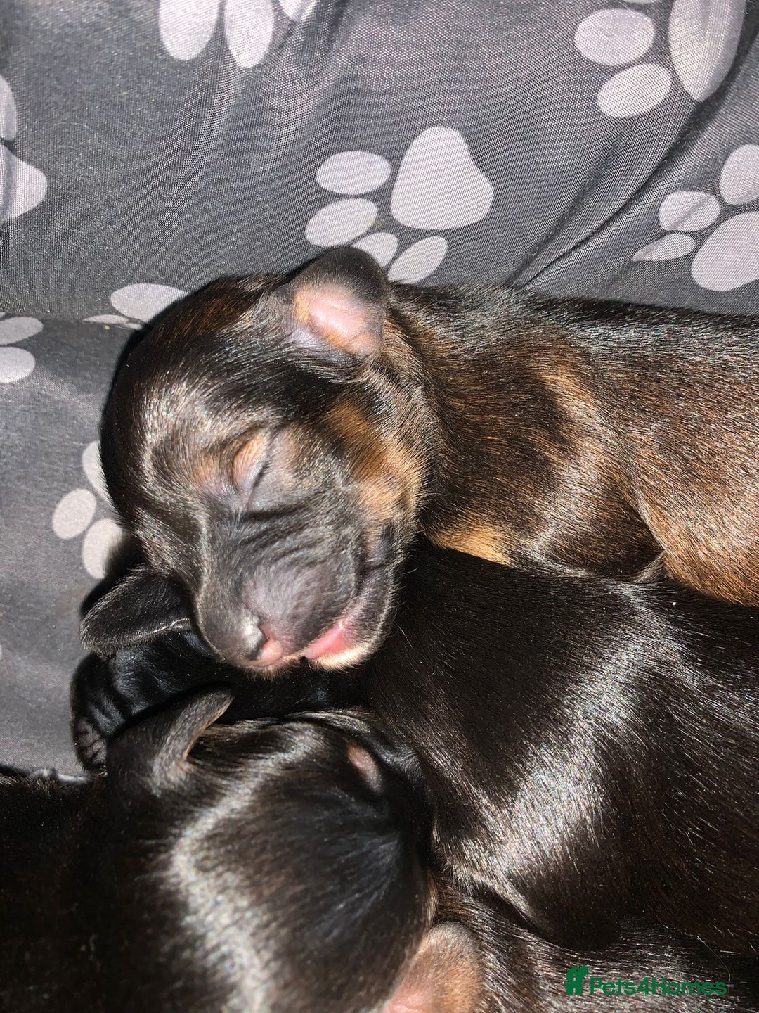 Mixed Breed dogs for sale: Doxiepoos adorable  - Image 5