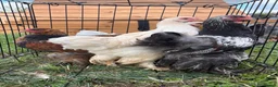 Chickens poultry for sale: Large Fowl Brahma Cockerels Mixed Colours - Advert 5