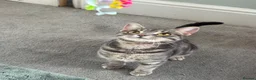 Mixed Breed cats for sale: Two girl kittens for rehoming  - Advert 6