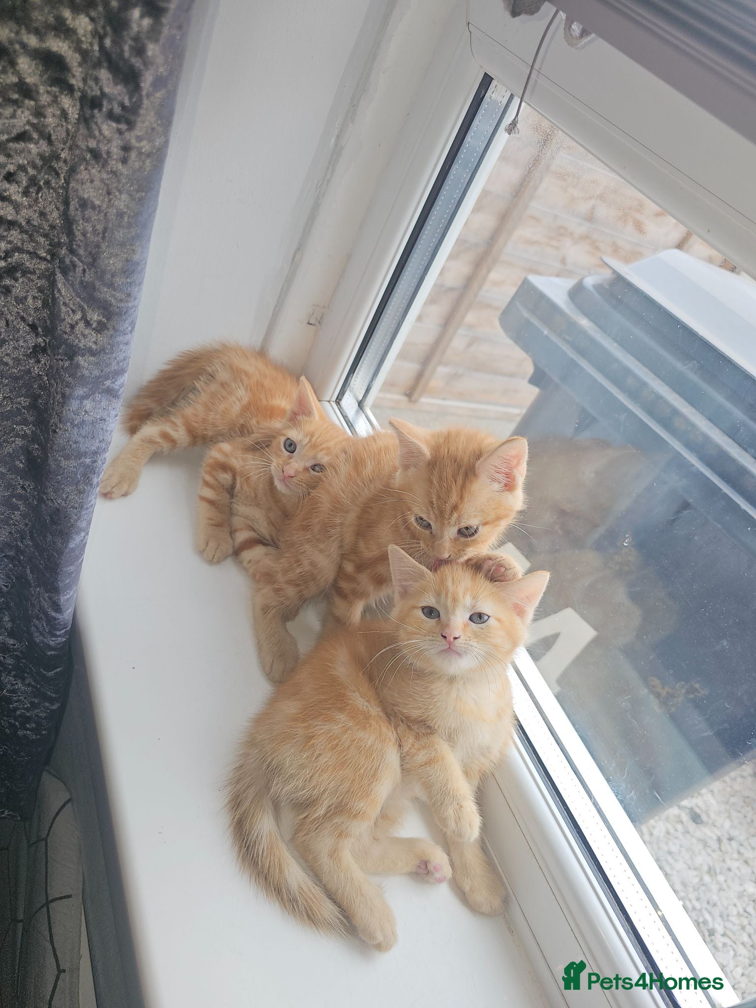 Mixed Breed cats 4 beautiful kittens left ready now !!!  - Advert 2