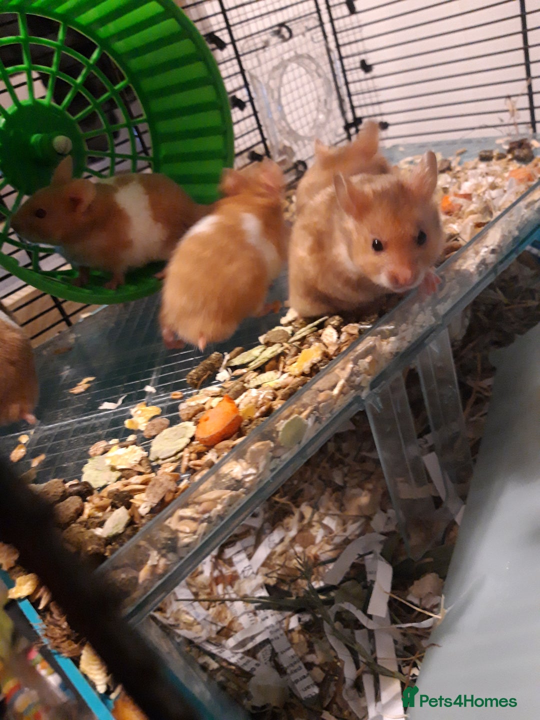 Hamster rodents for sale: Baby syrian hamsters from £10 - Available Now  in Manchester - Image 3