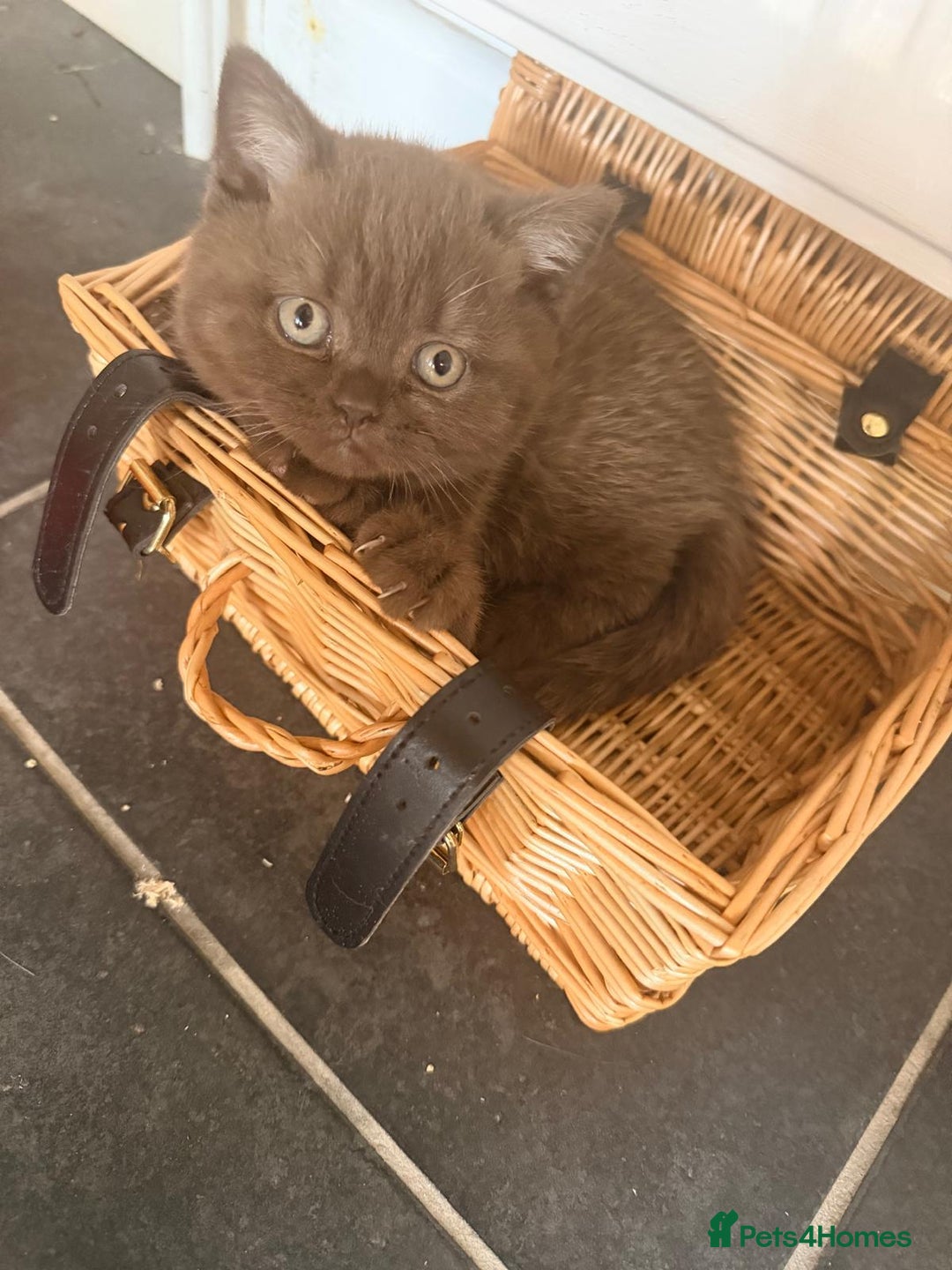 British Shorthair cats for sale: 🧸BOY FULL GCCF BSH KITTEN🧸 - Advert 2