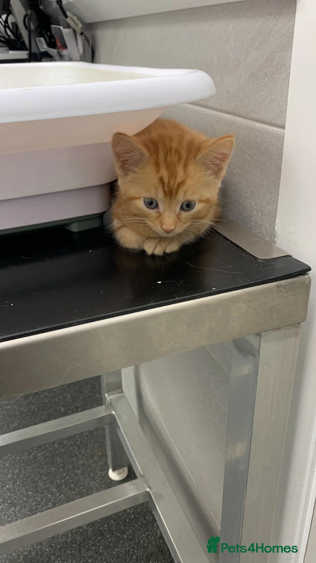 Mixed Breed cats for sale: 9 week old kitten in Greenford - Advert 5