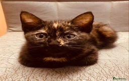 British Shorthair cats for sale: Adorable Multi colour Torty FOR SALE - Image 5