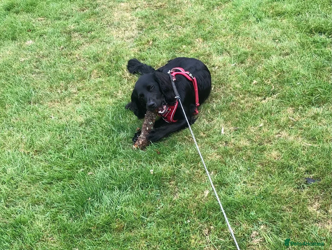 Sprocker dogs for sale: 1 Year old Sprocker Spaniel for adoption - Advert 7