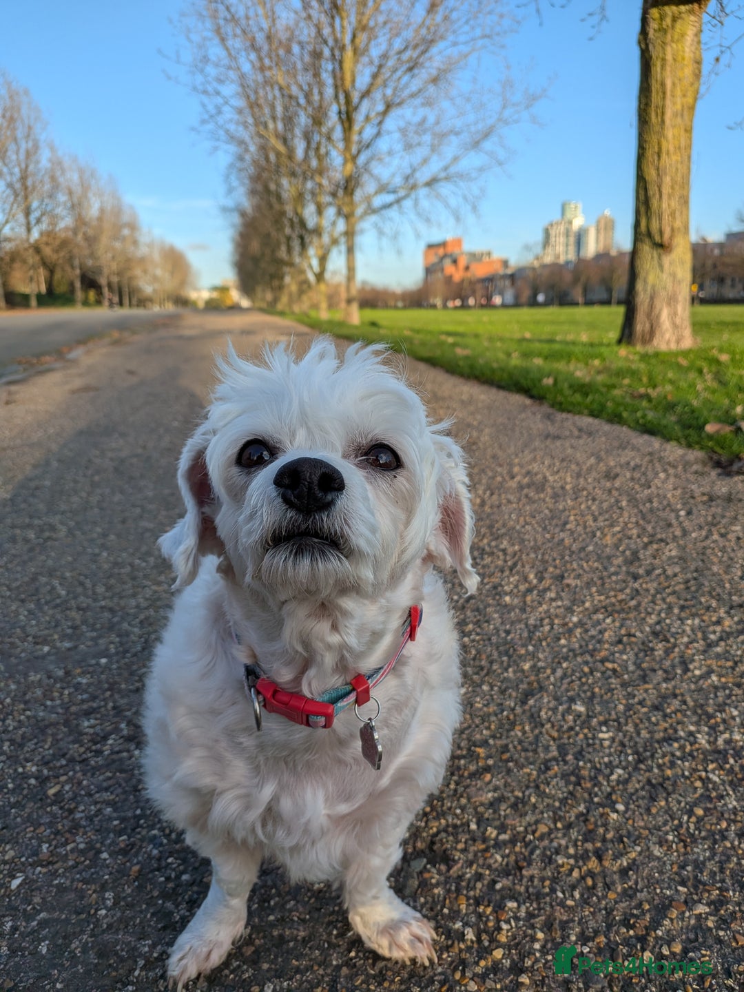 Mixed Breed dogs for sale: Gorgeous Maltichon Girl (4yrs) – Fully Trained - Advert 1