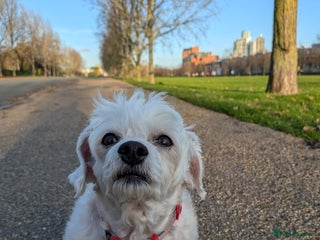 Mixed Breed dogs Gorgeous Maltichon Girl (4yrs) – Fully Trained - Advert 2