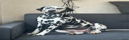 Dalmatian dogs for sale: Dalmatian boys 2 stunning boys left - Advert 6
