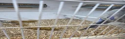 Budgerigars birds for sale: All sorts of budgies  in Crook - Advert 5