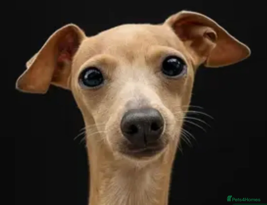 Italian Greyhound dogs for sale: Italian greyhound puppies - Advert 4