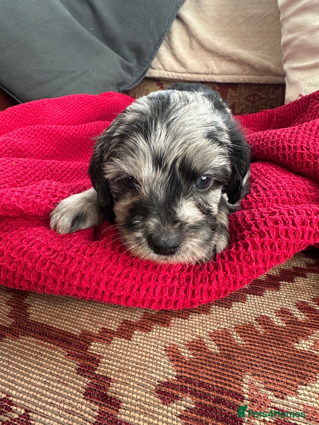 Mixed Breed dogs for sale: Cavapoo Beagle x Miniature Poodle  - Advert 14