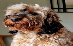 Cockapoo dogs for sale: 9 Beautiful Cockapoo Puppies For Sale - Image 14