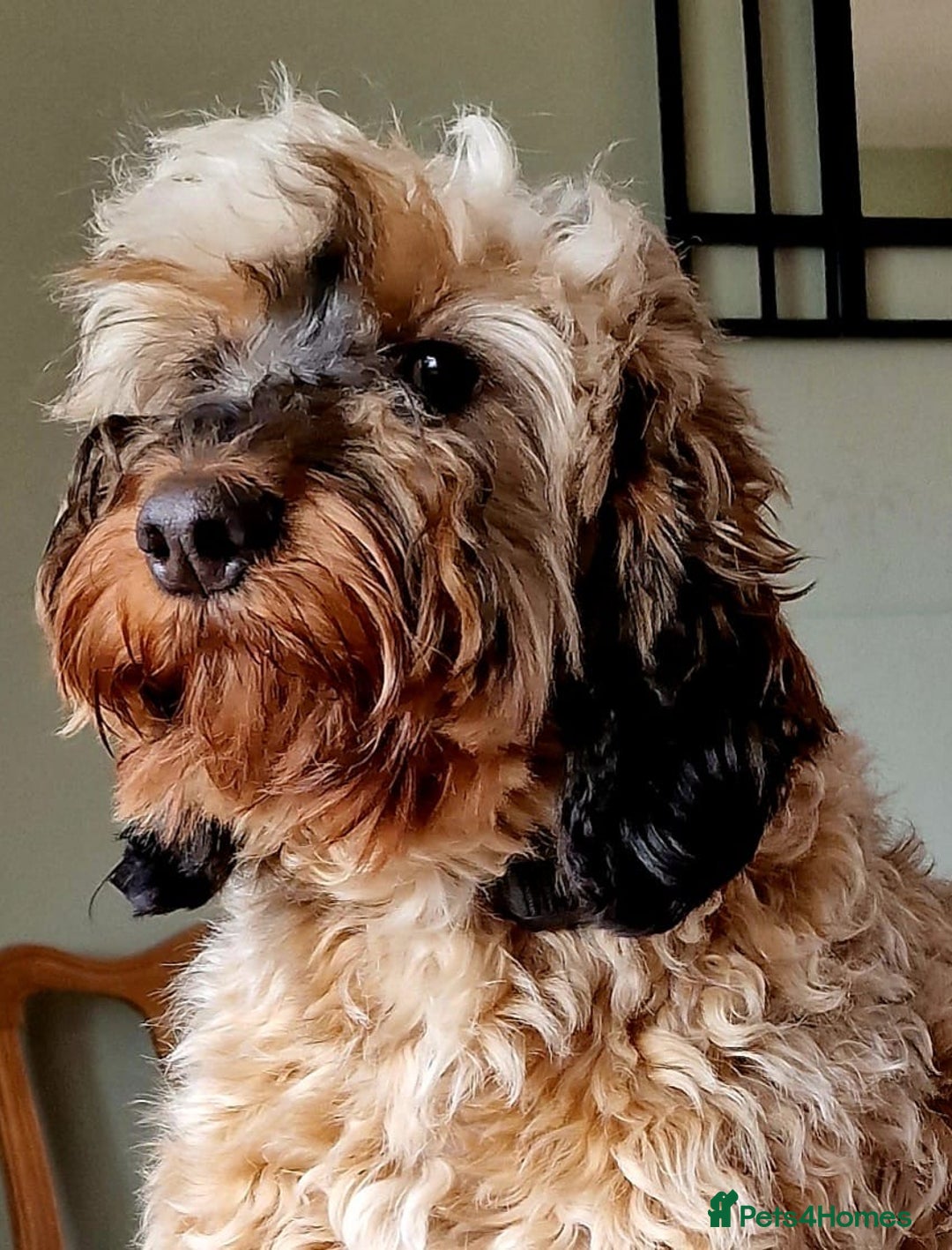 Cockapoo dogs for sale: 9 Beautiful Cockapoo Puppies For Sale - Image 14