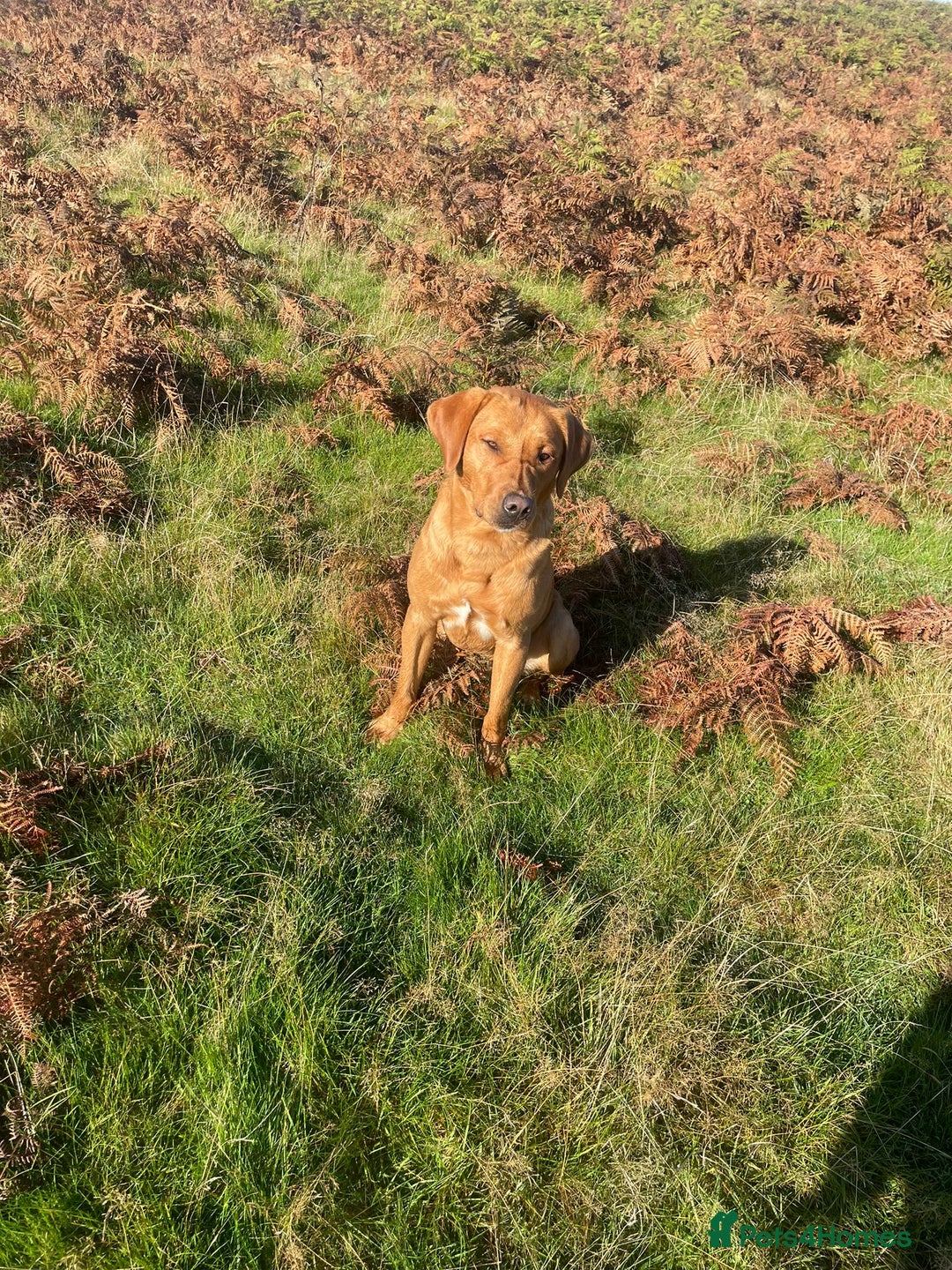 Labrador Retriever dogs for sale: Stunning litter of 9 pups - Advert 13