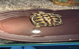 Hermann Tortoise reptiles for sale: Female tortoise  - Image 1