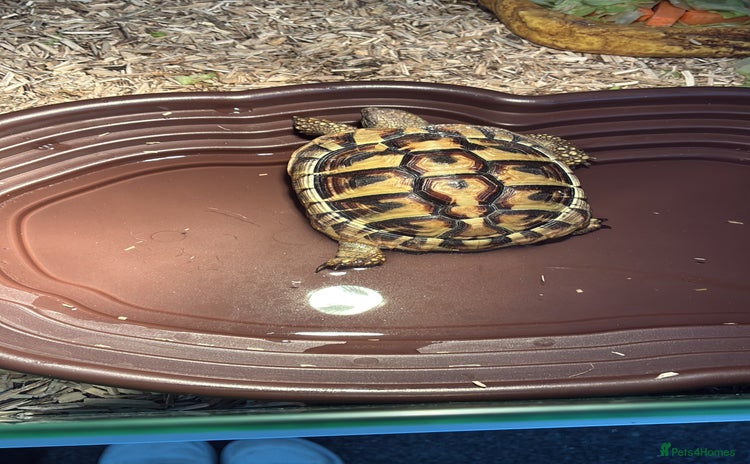 Hermann Tortoise reptiles - Advert 2