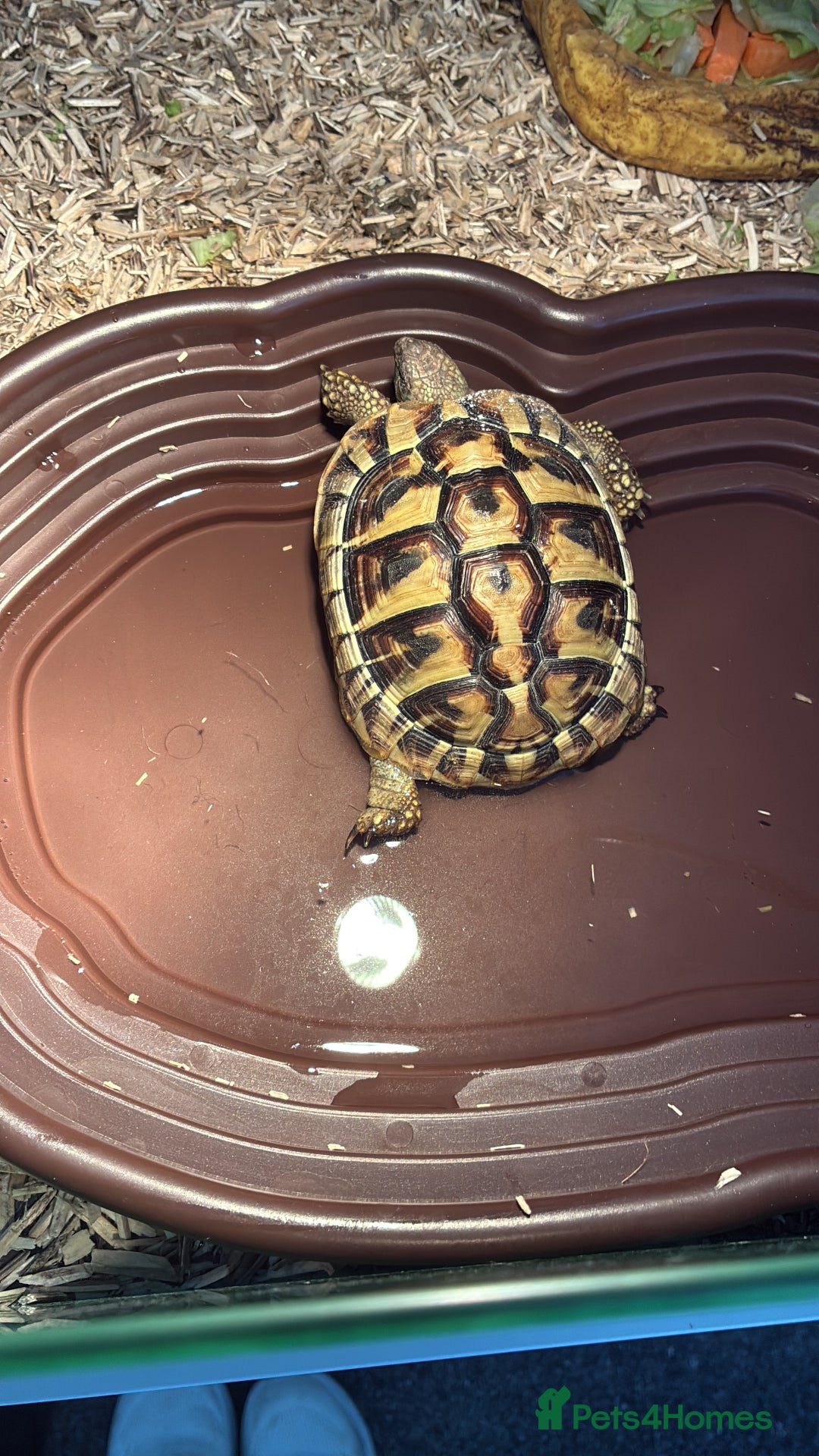 Hermann Tortoise reptiles for sale: Female tortoise  - Image 1