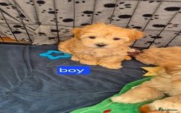 Maltipoo dogs for sale: So adorable and Tiny F1 Korean Maltipoo - Image 3