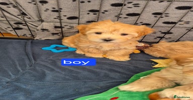 Maltipoo dogs - Advert 16